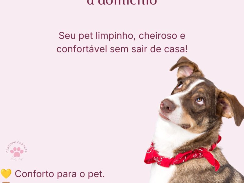 Banho e Tosa ã domicílio